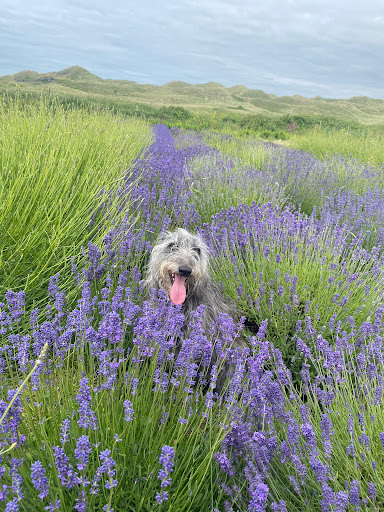 LLANGENNITH - BANK FARM - Thumbnail