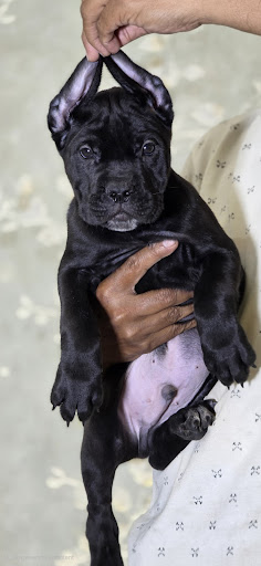 Cane corso