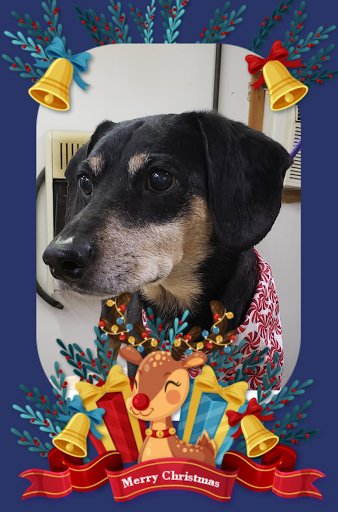 Paw'sh Pet Salon - Thumbnail