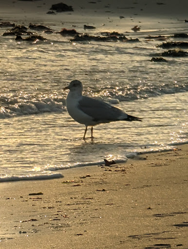 Cliff Metcalf Memorial Beach - Thumbnail
