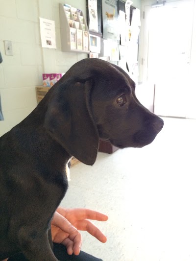 Photos of Humane Society of Catawba County