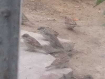 Photos of اسواق بركات الزهراء