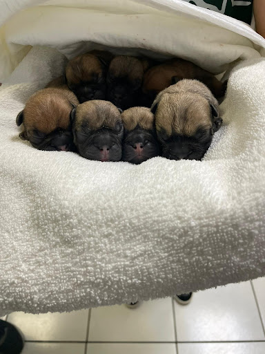 Centro Medico Veterinario Associato Flaviovet - Thumbnail