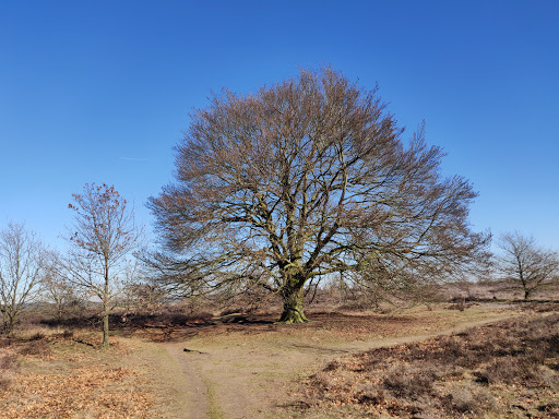 Losloopgebied Ederheide / De Drieberg - Thumbnail