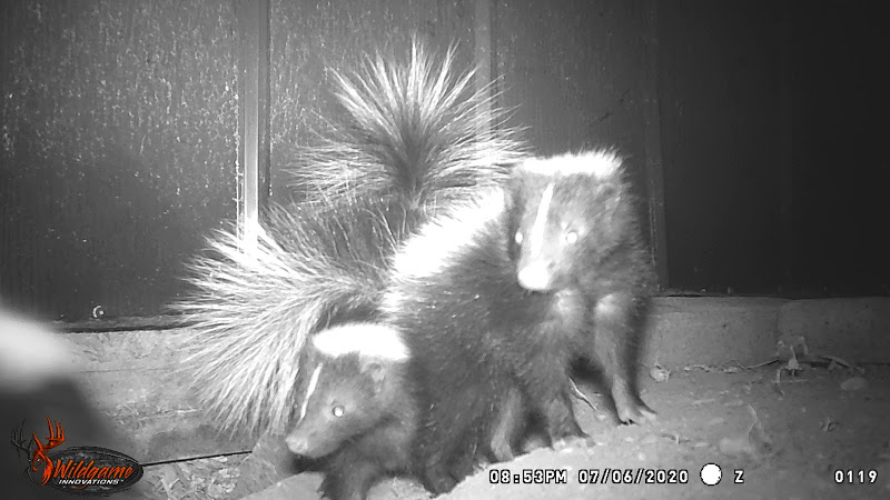 Animal Relocators photo 1