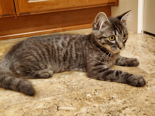 Animal Rescue Foundation, Inc Grangeville Idaho County