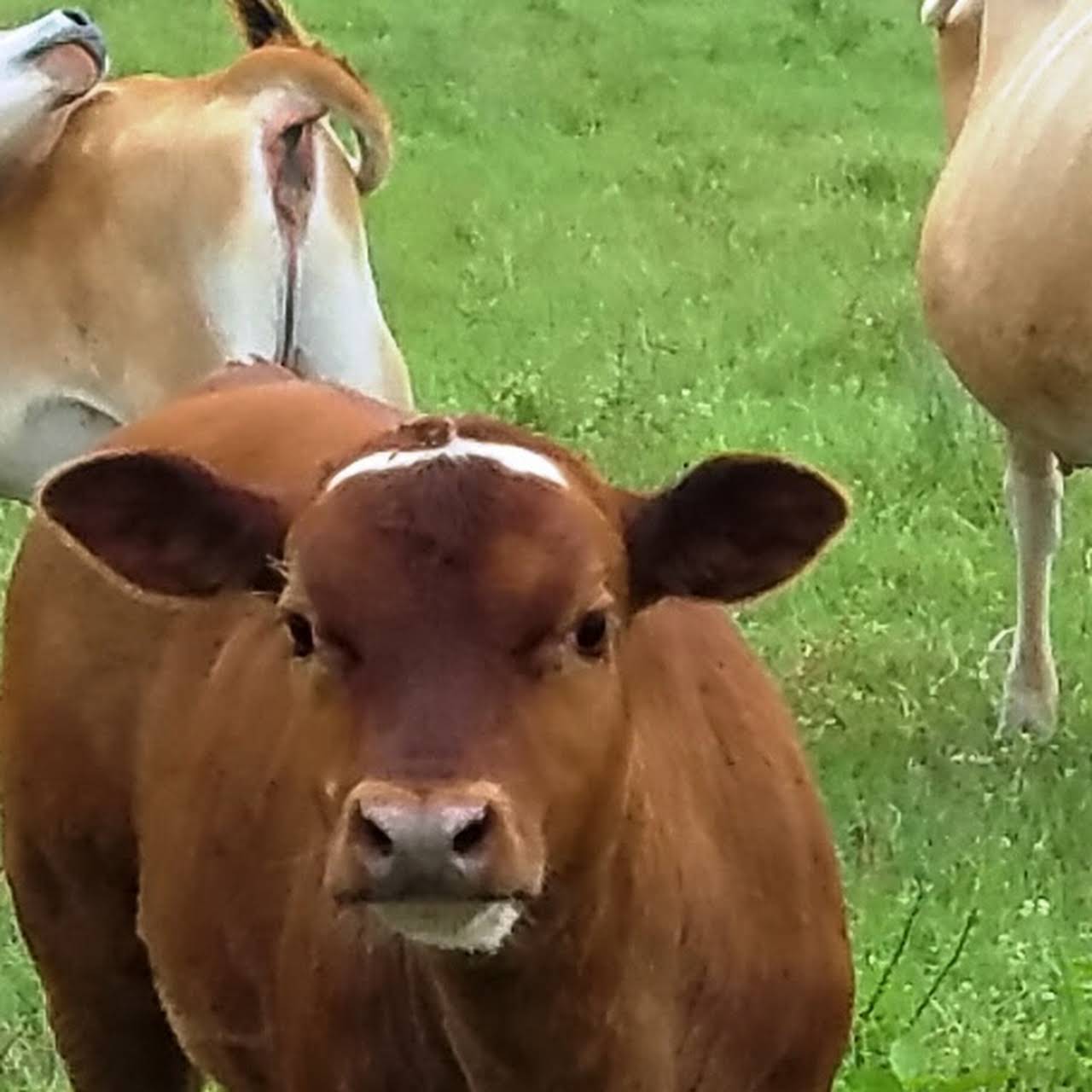 A2A2 Family Milk Cows  Falster Farm on Pasture 365