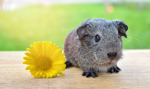 Tierarztpraxis Dr. med.vet. Tessa Brockhaus - Thumbnail