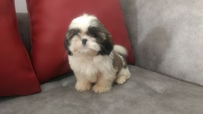 Photos of Veterinaria AMA
