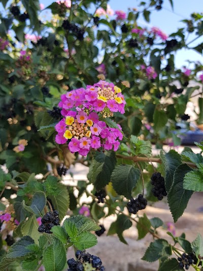 Photos of Jardin Public