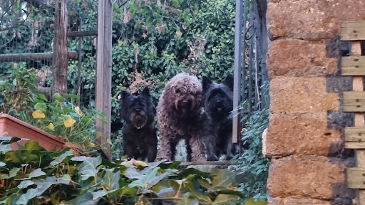 Ambulatorio veterinario Dott.ssa Ester Marchese - Thumbnail