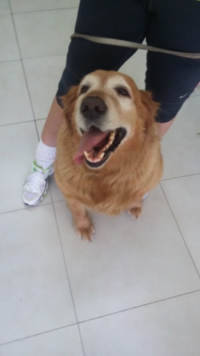 Photos of Dogs and cats