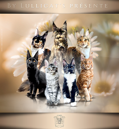 Photo n°2 de Chatterie - Elevage de Chats Maine Coon by Lullicat's à Verdille (Animalerie)