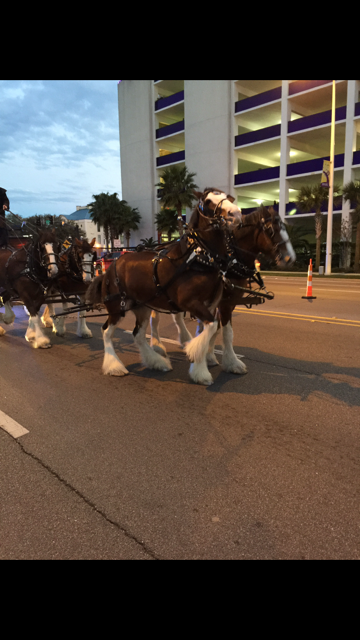 Honey Island Clydesdales