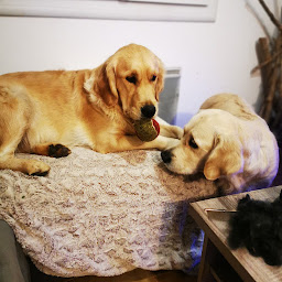 Photo n°4 de La Rivière d'Opale - Elevage & Pension canine à Fabas (Pension pour chiens)