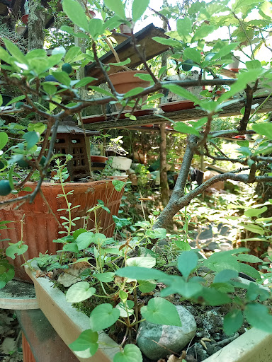 Les bonsaï de la jungle - Thumbnail