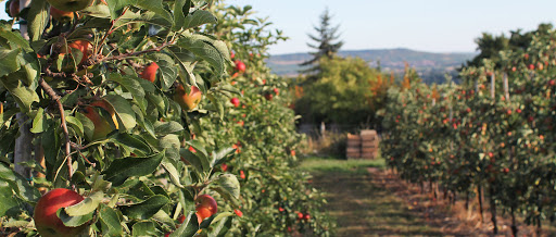Obstgut auf der Heide - Thumbnail