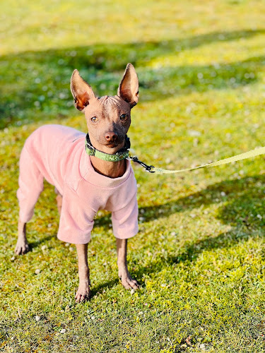 Heures d'ouverture de Éducateur Canin L'Academie Des Chiens - Finistère