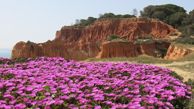 Praia dos Tomates