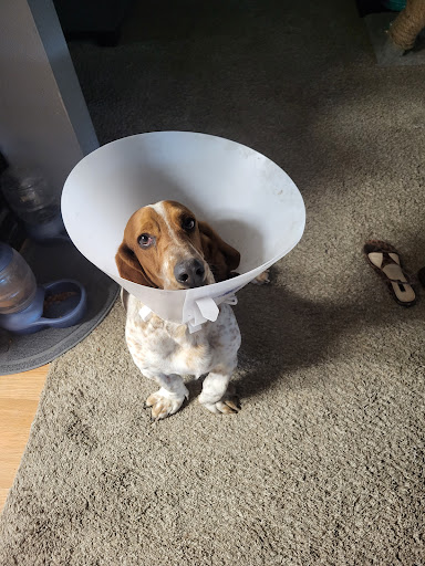 SNiP Vet - Spay Neuter in Phoenix - Thumbnail