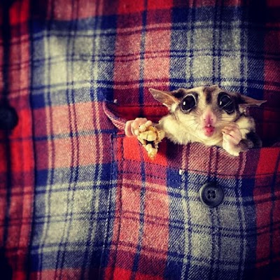 Photos of Rizki Sugar Glider Store