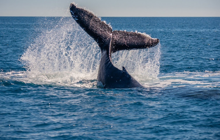 Playa Cativo Lodge by null