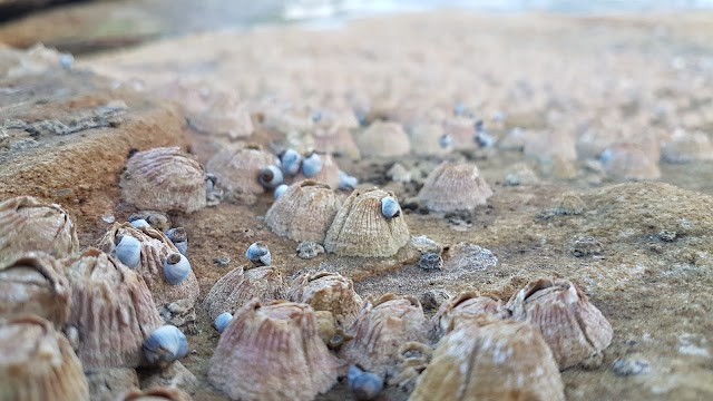 Mahon Pool