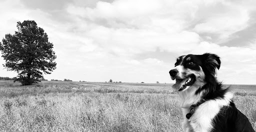 Bortell Animal Hospital - Thumbnail