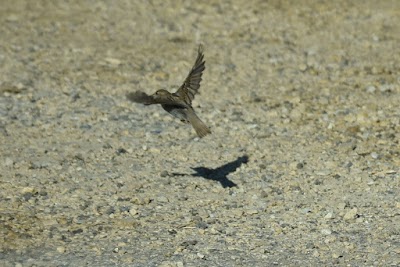 Crow Creek Wildlife Management Area