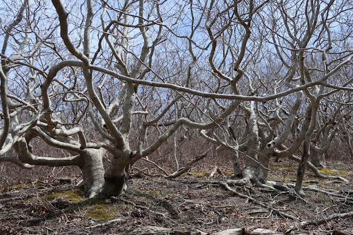 Cedar Tree Neck Sanctuary Parking - Thumbnail