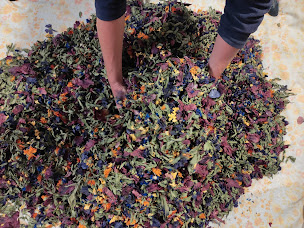 Photo n°14 de Un brin de cueillette à Faucompierre (Herboriste)