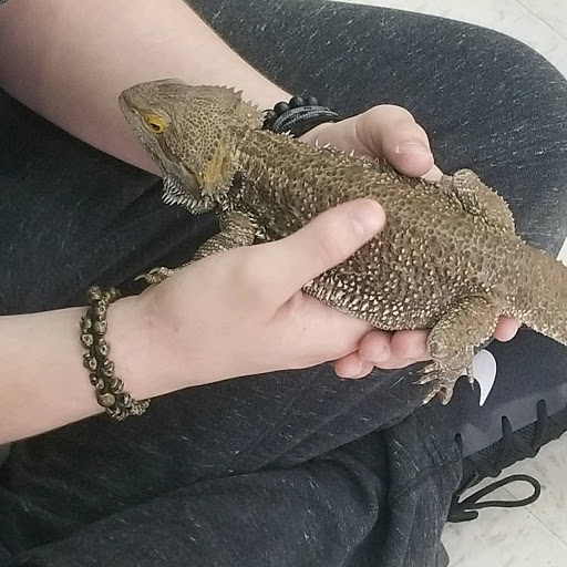 Ack's Exotic Pets - Thumbnail