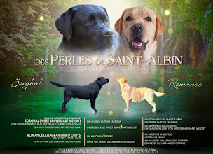 Photo n°16 de Elevage de Labrador des perles de saint albin à Rozet-Saint-Albin (Éleveur de chiens)
