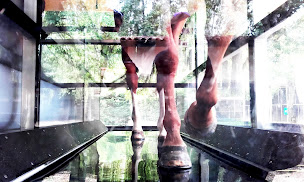 Photo n°11 de Les Ecuries du Bien Etre à Castéra-Verduzan (Centre de bien-être)