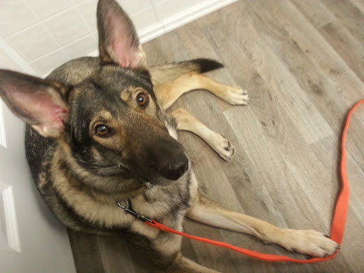 MARS Veterinary Services - Visual