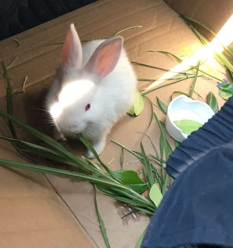 Veterinaria Sebastián - Thumbnail