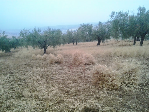 Campo Marga - Visual