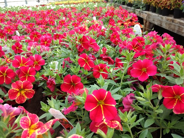 Les fleurs de l'île