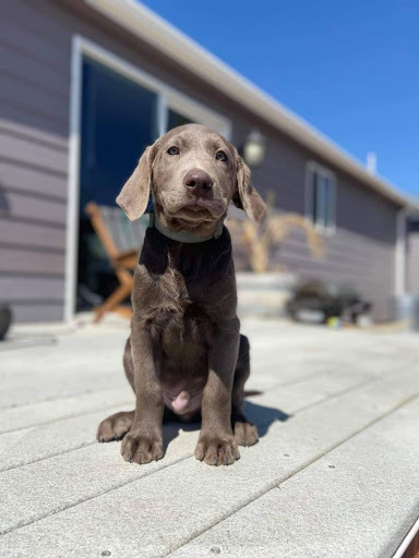 Ruggles Rainbow Labs - Thumbnail