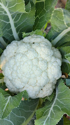 Photo n°10 de La Ferme des yentou à Escondeaux (Ferme)