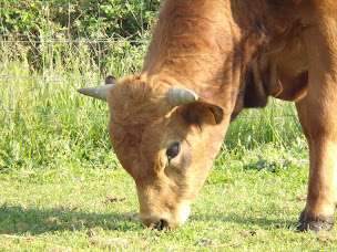 Photo n°10 de Ferme pédagogique de Pignans, Il était une fois la ferme à Pignans (Zoo)