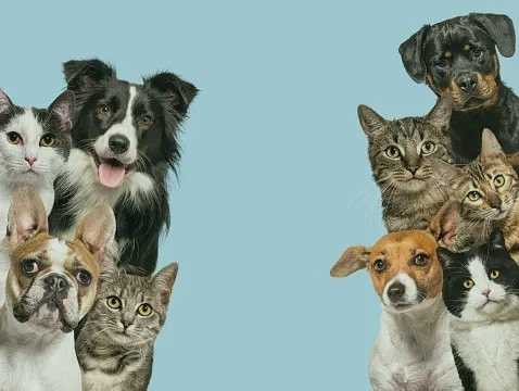Fur Fun Pet Supply,LLC