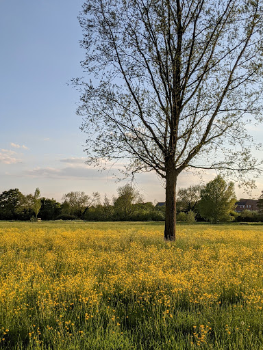 Tombs Meadow