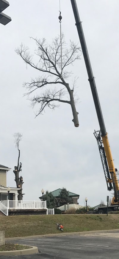 Photos of Tree Pro Inc Treework
