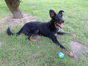 Photo n°9 de Élevage-Pension des mille nuances de douceur à Bodilis (Pension pour chiens)