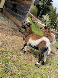 Photo n°17 de Family Ferme à Haut-du-Them-Château-Lambert (Ferme à visiter)