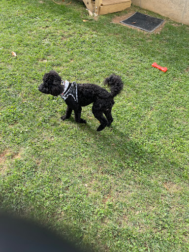 Furbabies Salon LLC