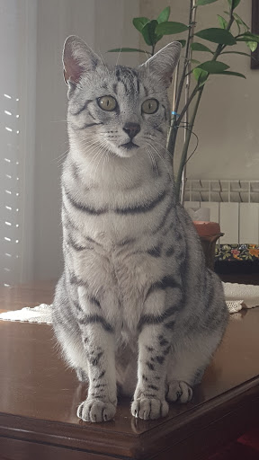 Ambulatorio Veterinario Dr. Pagotto Annarita - Thumbnail