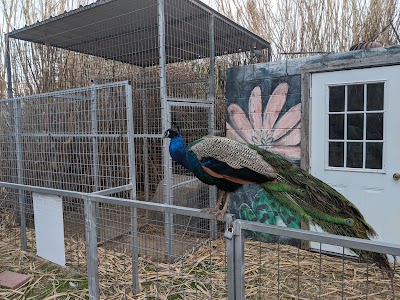 The Greater Wynnewood Exotic Animal Park