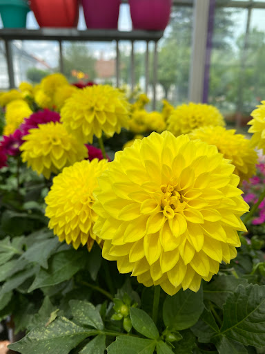 Dosch Blumen - Visual